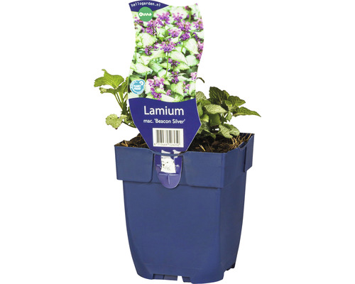 Gefleckte Taubnessel FloraSelf Lamium maculatum 'Beacon Silver' H 5-20 cm Co 0,5 L