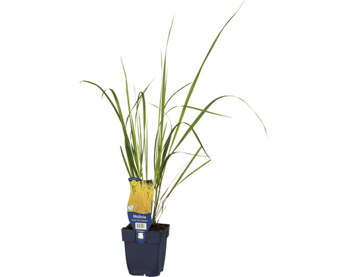 Hohes Pfeifengras FloraSelf Molinia arundinacea 'Karl Foerster' H 5-80 cm Co 0,5 L Pfeifengras im Topf