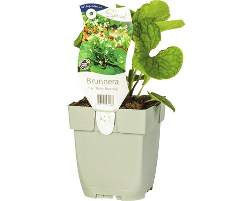 Kaukasusvergissmeinnicht FloraSelf Brunnera macrophylla 'Betty Bowring' H 5-15 cm Co 0,5 L