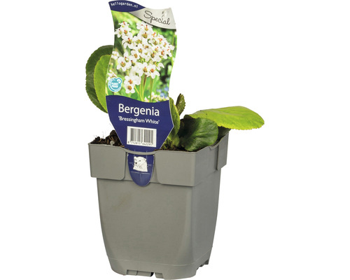 Bergenie Bergenia cordifolia 'Bressingham White' H 5-20 cm Co 0,5 L