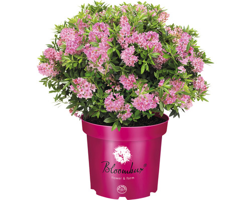 Buchsbaum Ersatz Zwerg-Rhododendron Bloombux® Magenta Rhododendron micranthum 'Bloombux' ® H 15-20 cm Co 2 L