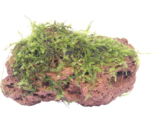 Moosstein - Vesicularia