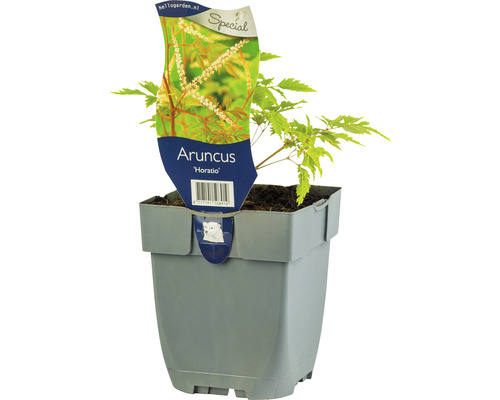 Geißbart FloraSelf Aruncus aethusifolius 'Horatio' H 5-30 cm Co 0,5 L (6 Stk.) Aruncus Horatio im Topf