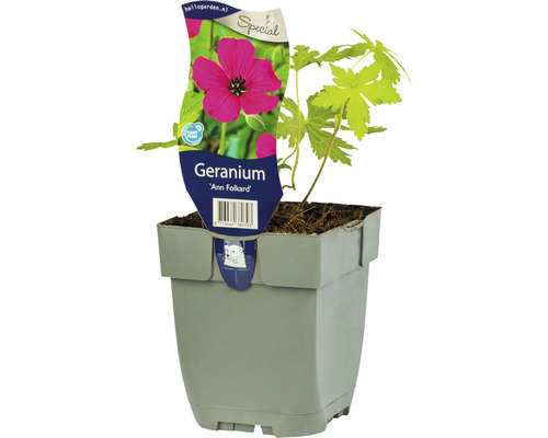 Storchschnabel Geranium Hybride 'Ann Folkard' H 5-30 cm Co 0,5 L (6 Stk.)