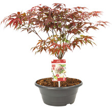 Roter Fächerahorn Acer palmatum 'Atropurpureum' H 25-30 cm Schale 23 cm-thumb-1