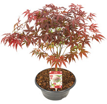 Roter Fächerahorn Acer palmatum 'Atropurpureum' H 25-30 cm Schale 23 cm-thumb-2
