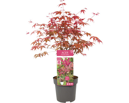 Japanischer Ahorn im Topf