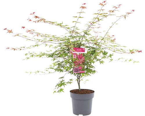 Japanischer Ahorn im Topf