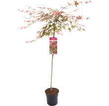 Japanischer Schlitzahorn Acer palmatum 'Beni Maiko' Stamm H 90 cm Co 6,5 L-thumb-3