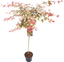 Japanischer Schlitzahorn Acer palmatum 'Beni Maiko' Stamm H 90 cm Co 6,5 L-thumb-2