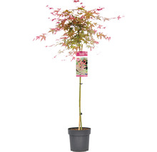 Japanischer Schlitzahorn Acer palmatum 'Beni Maiko' Stamm H 90 cm Co 6,5 L-thumb-1