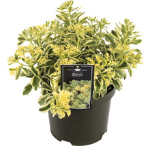Korea-Fettblatt Sedum 'Atlantis' H 5-15 cm Co 3 L