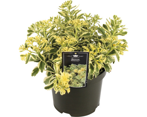 Fetthenne Atlantis im Topf