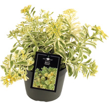 Korea-Fettblatt Sedum 'Atlantis' H 5-15 cm Co 3 L