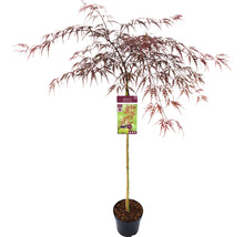 Dunkelroter Schlitzahorn Acer palmatum 'Garnet' Halbstamm 90 cm Co 6,5 L