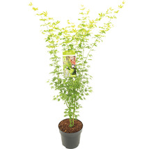 Grünholziger Fächerahorn Acer palmatum 'Going Green' H 80-100 cm Co 10 L-thumb-1