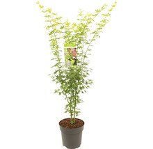 Grünholziger Fächerahorn Acer palmatum 'Going Green' H 80-100 cm Co 10 L-thumb-0