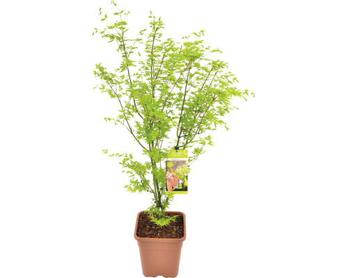 Grünholziger Fächerahorn Acer palmatum 'Going Green' H 100-125 cm Co 14 L viereckig