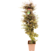 Fächerahorn Acer palmatum 'Jerre Schwartz' H 130-140 cm Co 14 L-thumb-1