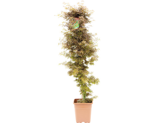 Fächerahorn Acer palmatum 'Jerre Schwartz' H 130-140 cm Co 14 L-0