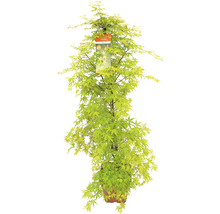 Fächerahorn Acer palmatum 'Katsura' H 130-140 Co 14 L-thumb-0