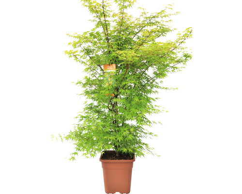 Fächerahorn Acer palmatum 'Katsura' H 100-125 cm Co 14 L viereckig