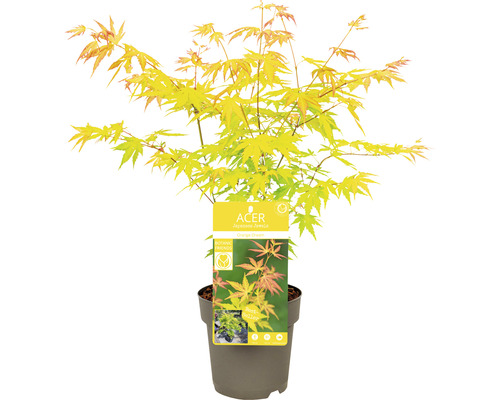 Japanischer Ahorn ''Orange Dream'' im Topf