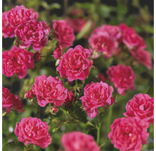 Nahaufnahme von blühenden, kleinen Gartenrosen