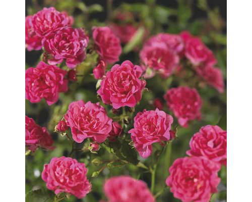 Nahaufnahme von blühenden, kleinen Gartenrosen