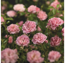 Nahaufnahme von rosa Beetrosen im Garten