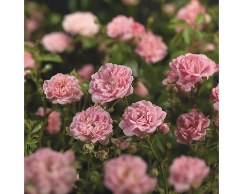 Nahaufnahme von rosa Beetrosen im Garten