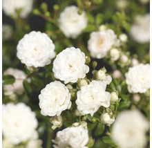 Nahaufnahme von weißen Rosenblüten