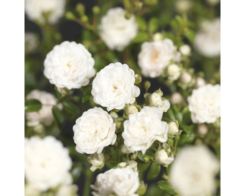 Nahaufnahme von weißen Rosenblüten