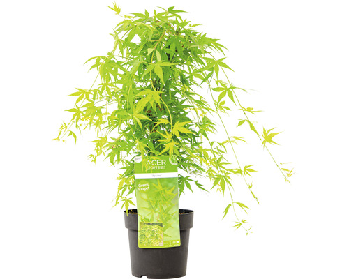 Japanischer Ahorn ''Green Carpet'' im Topf