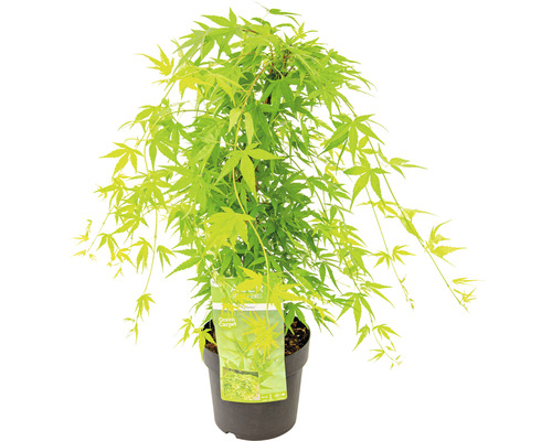 Japanischer Ahorn ''Green Carpet'' im Topf