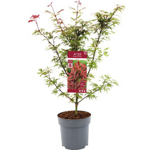 Fächerahorn Acer palmatum 'Shaina' H 60-80 cm Co 6,5 L