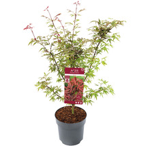 Fächerahorn Acer palmatum 'Shaina' H 60-80 cm Co 6,5 L