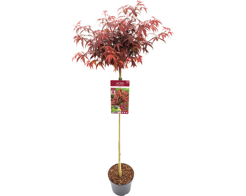 Fächerahorn Acer palmatum 'Shaina' Halbstamm 90 cm Co 6,5 L-0