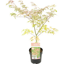 Panaschierter Fächerahorn Acer palmatum 'Shirazz' H 50-60 cm Co 3 L-thumb-1