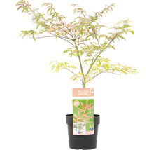 Panaschierter Fächerahorn Acer palmatum 'Shirazz' H 50-60 cm Co 3 L-thumb-2