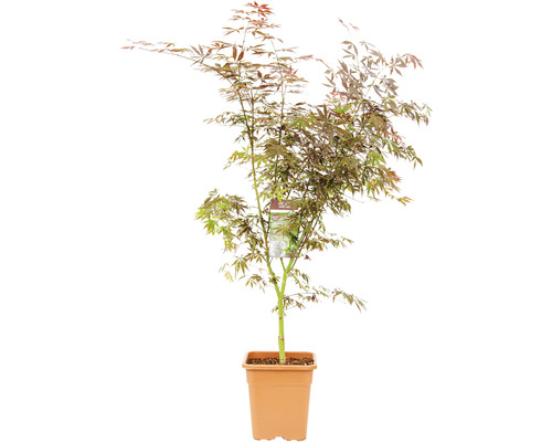 Fächerahorn Acer palmatum 'Sumi Nagashi' H 80-100 cm Co 14 L viereckig