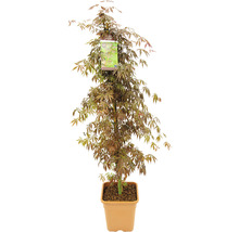 Fächerahorn Acer palmatum 'Sumi Nagashi' H 130-140 cm Co 14 L-thumb-3