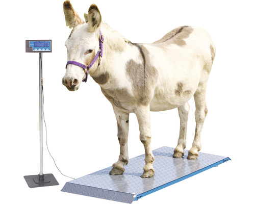 Esel steht auf einer Tierwaage