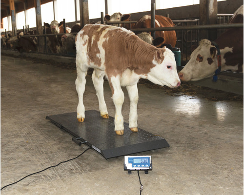 Kalb auf einer Viehwaage im Stall