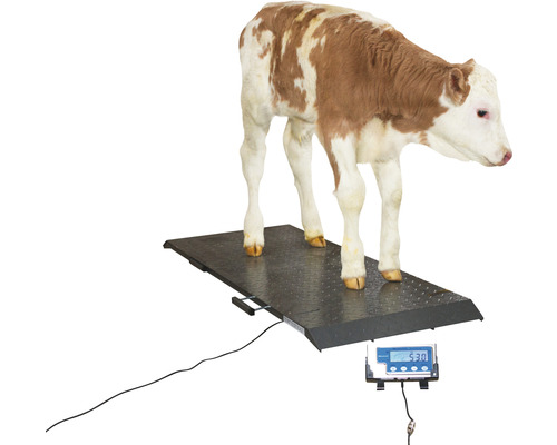 Kalb auf einer Tierwaage