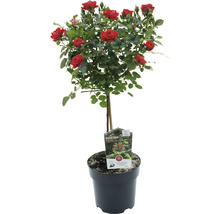 Rose im Topf mit roten Blüten