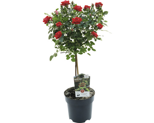 Rose im Topf mit roten Blüten