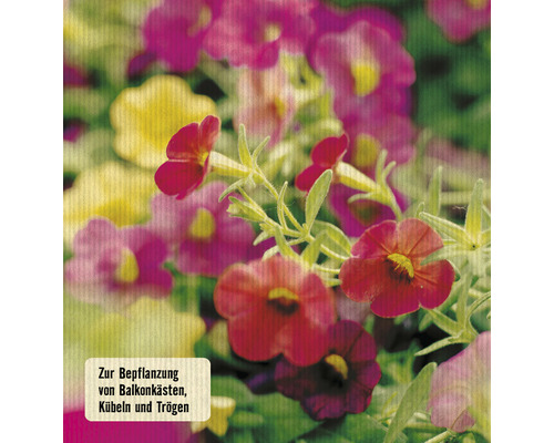 Million Bells Blumen zur Bepflanzung von Balkonkästen, Kübeln und Trögen