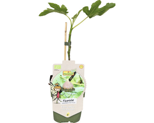 Feigenbaum im Topf mit Stützstab