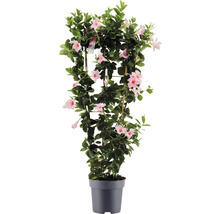 Dipladenie, Trichterblüte Spalier FloraSelf Dipladenia mandevilla Hybride Gesamthöhe ca. 100 cm Ø 21 cm Topf rosa